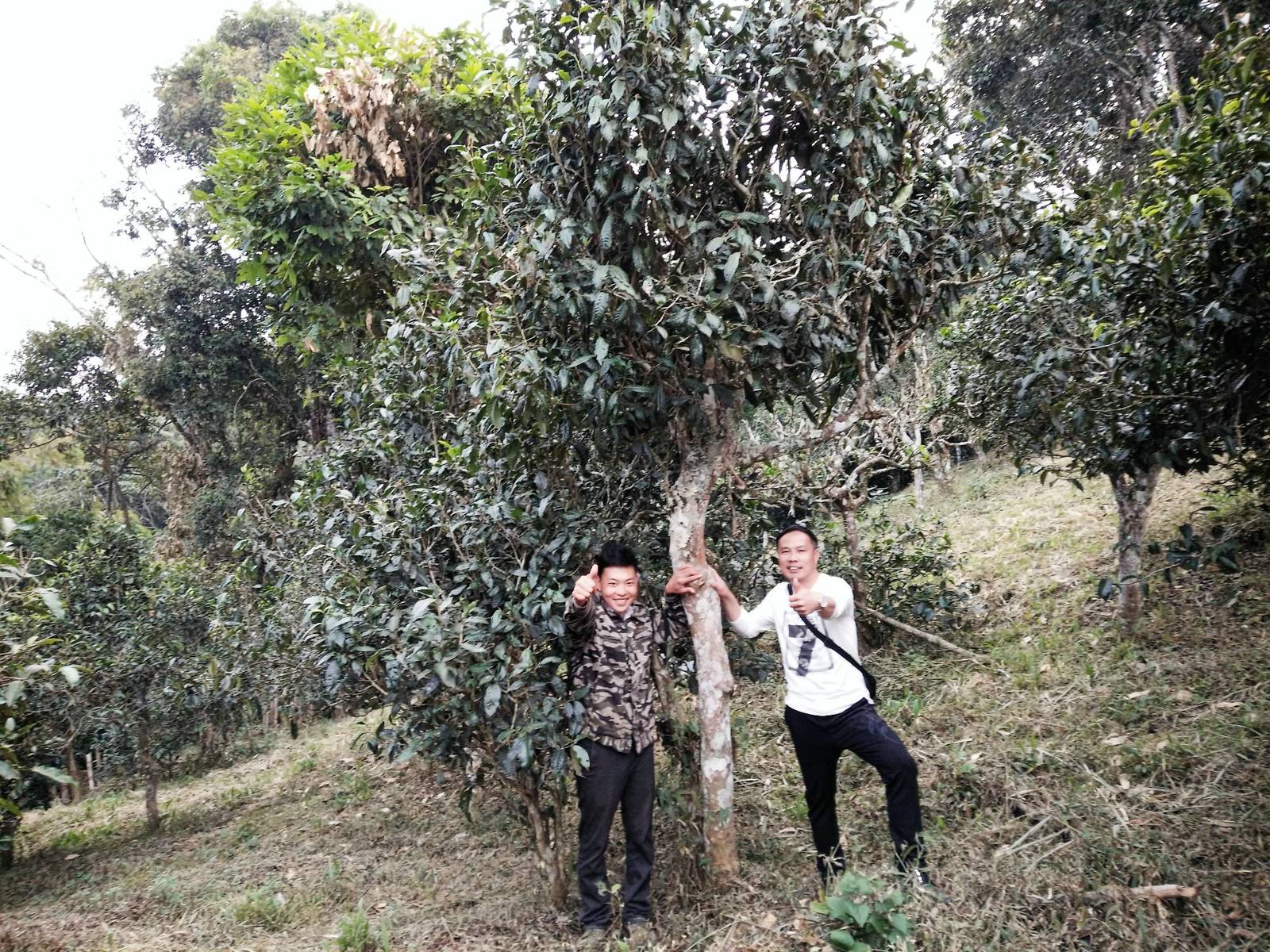 浩玺师兄与古茶树合影