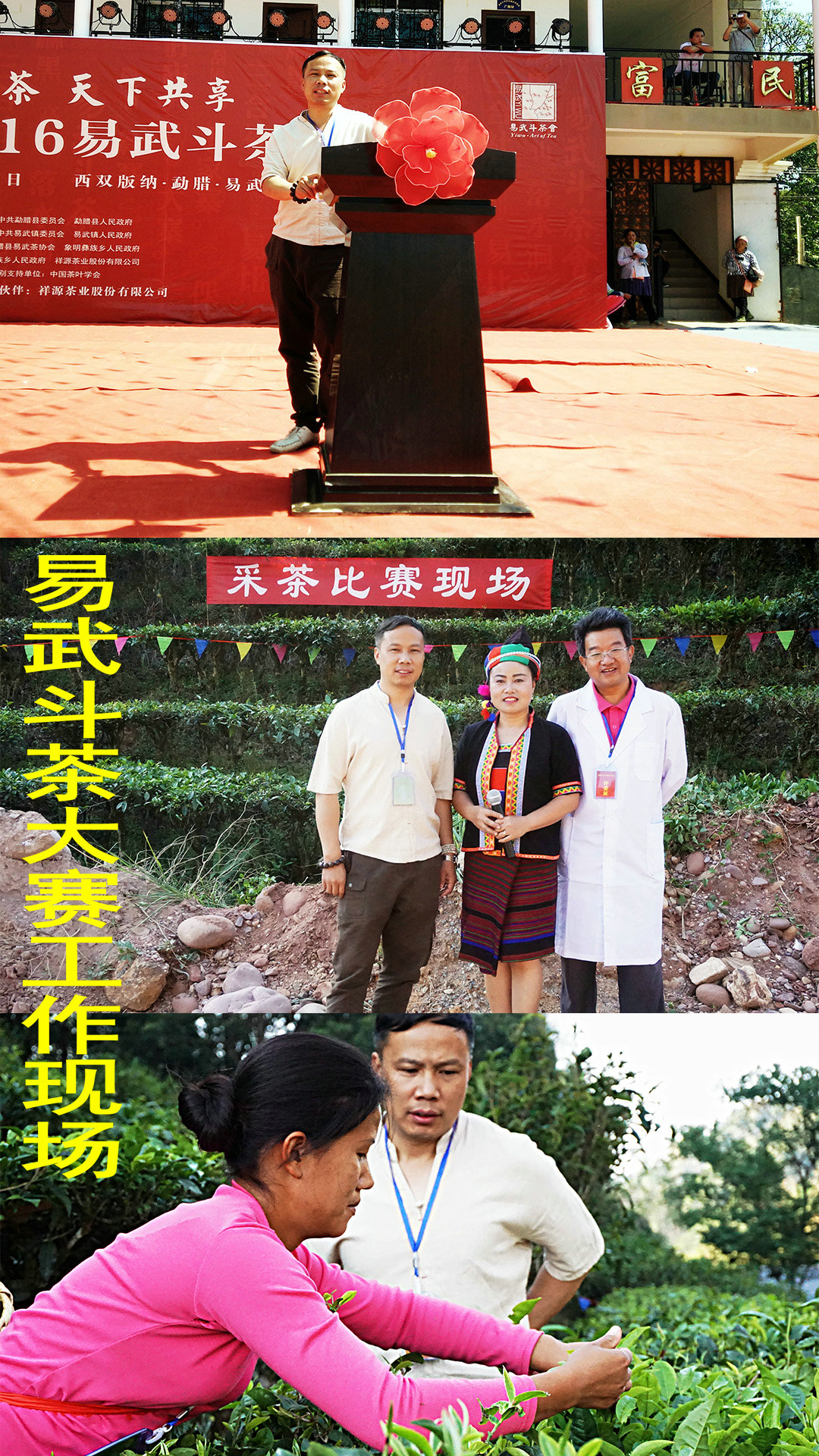 2016 年易武斗茶大赛