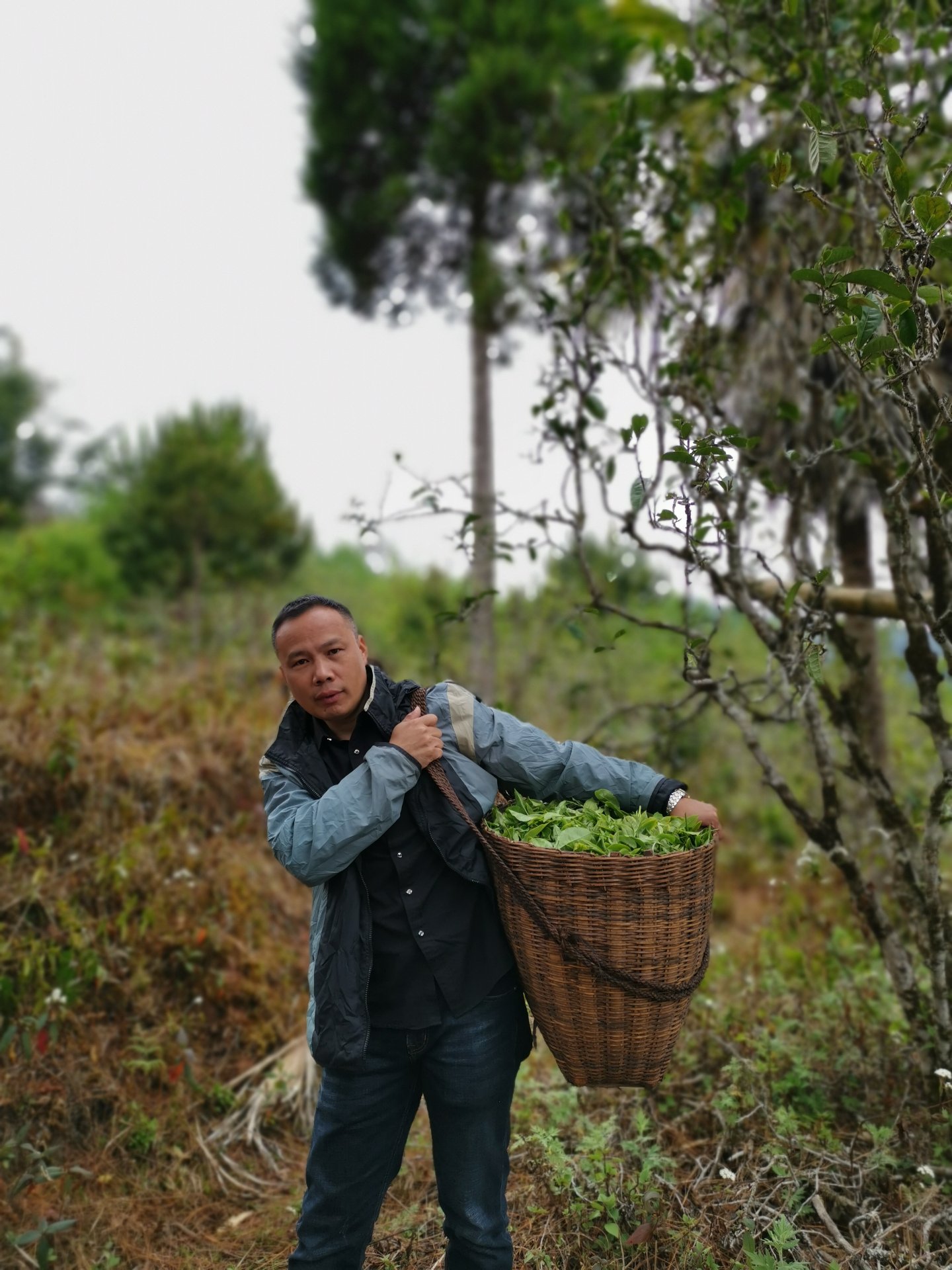 茶山背篓满载鲜叶