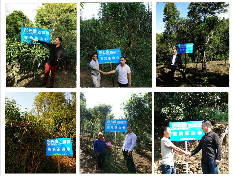 傅鼎记签约古茶山原料基地