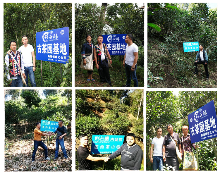 傅鼎记古茶园基地挂牌
