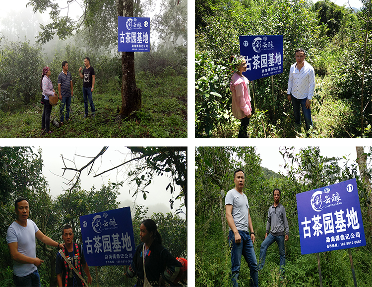 浩玺师兄在古茶园基地